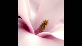 Magnolia ~ J.J. Cale