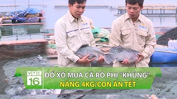 Đổ xô mua cá rô phi "khủng" nặng 4kg/con ăn Tết | VTC16