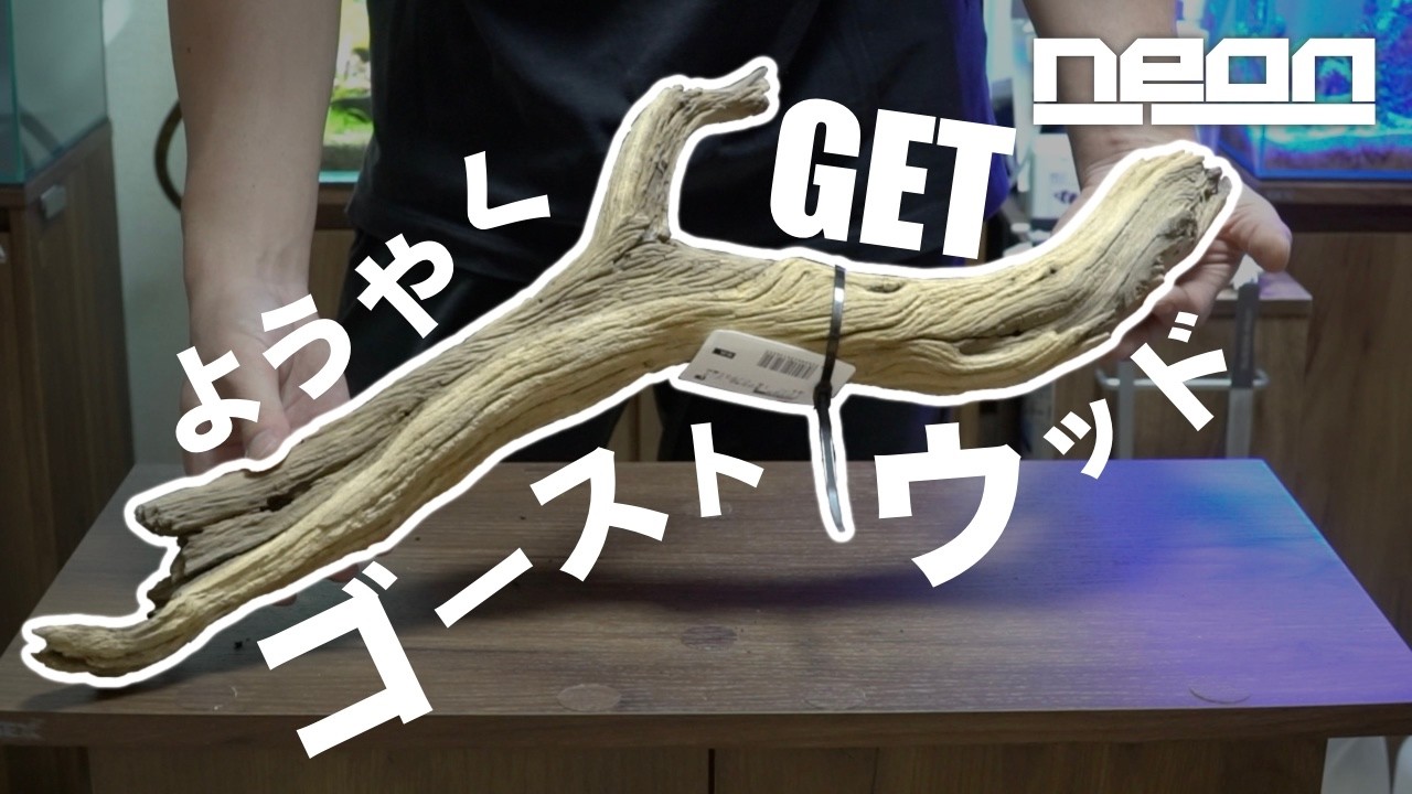 ゴーストウッド開封】念願の流木を手に入れて、ウキウキで開封動画を