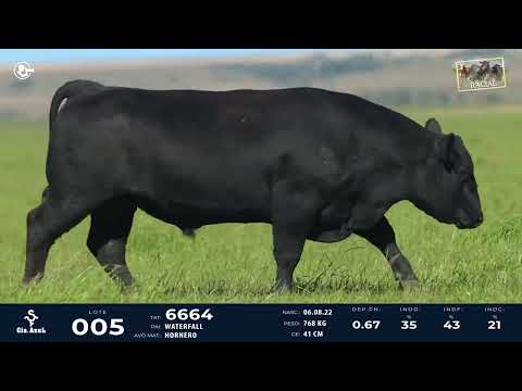 LOTE 05   TAT 6664 M Angus