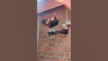 saib qaib dib f4 dua nawb qua zoo heev li