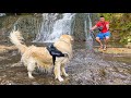 Golden Retriever First Time at the Waterfall