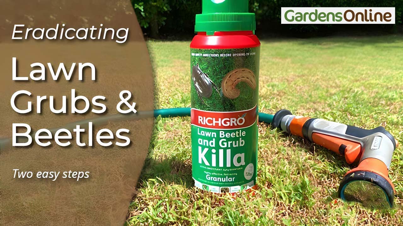 How To Get Rid Of Lawn Beetles Grubs YouTube How To Get Rid Of Lawn Beetles Grubs YouTube