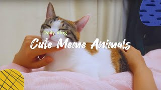 Daily Vlog: Memes featuring adorable animals