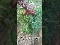 Roj ek video banane ka fayda💥💥 Roj ek video upload karne ka fayda🤯 #shorts #farming #viral #tips