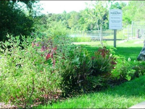 Build a Rain Garden ☔️🌊❄️ Step by Step Instructions that Makes it Easy 