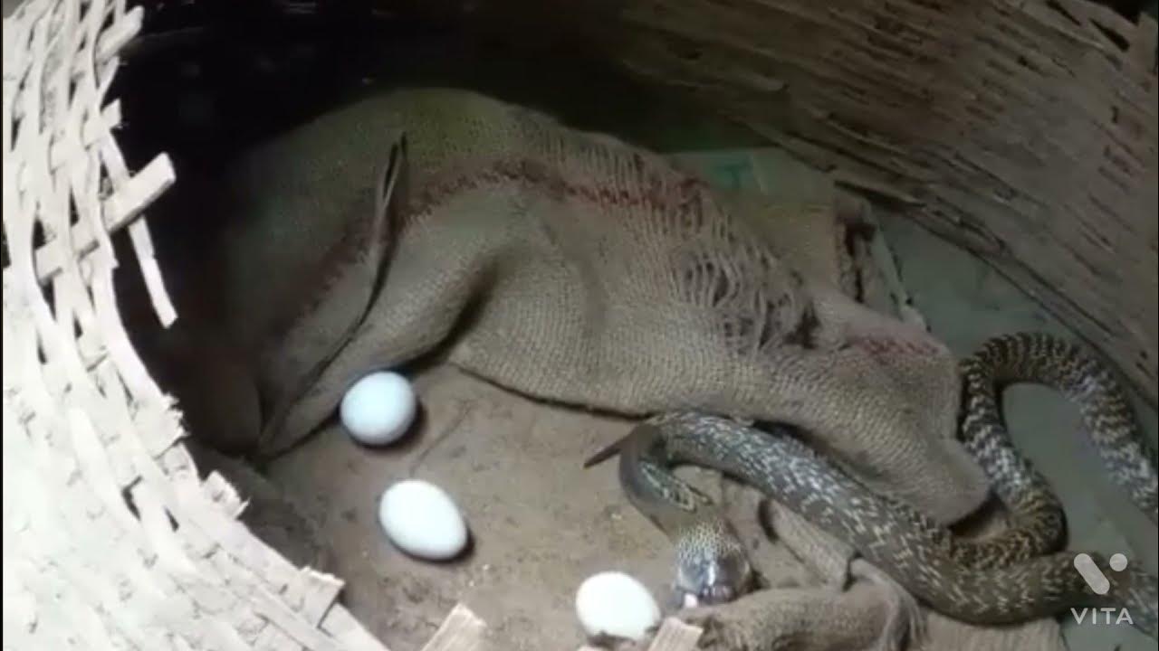 Cobra snake eating chicken egg YouTube