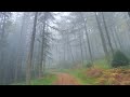 Misty Tay Forest Walk, Scottish Countryside 4K