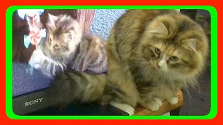 Cat Watches & Plays With It's Kitten Self on TV by GoJo DIY & Vlogs 508 views 3 years ago 1 minute, 3 seconds