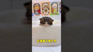 现在也长的太方了吧。。。。 #小奶猫的成长日记 #铲屎官的乐趣 #万物可爱计划