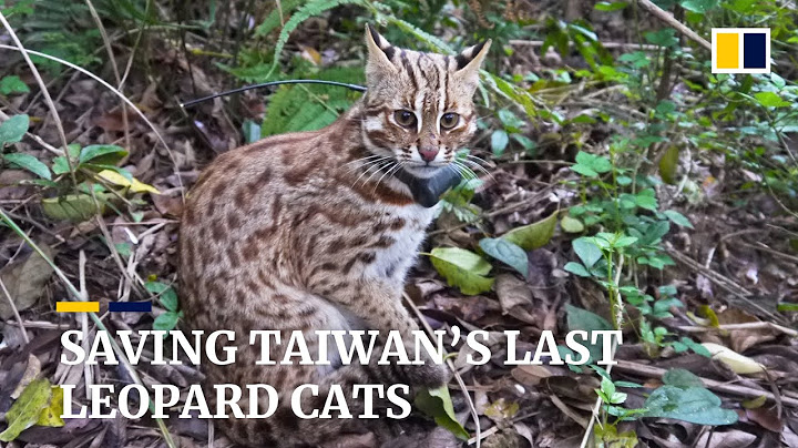 Taiwan’s ‘mother of leopard cats’ struggles to ensure the rare felines have a future on the island