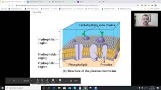 AP Biology Chapter 4: A Tour of the Cell