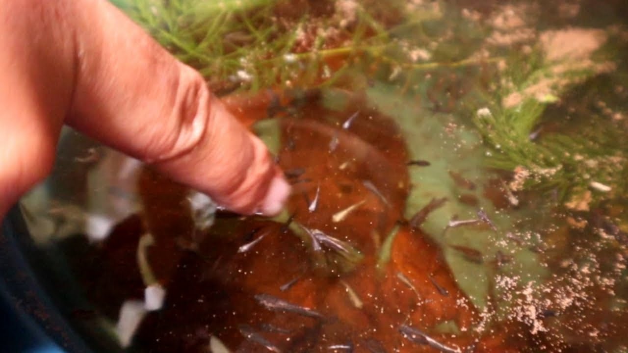 'Baliw na betta breeder'Kaka-ibang teknik na narinig ko sa breeding😱Putok palagi ung female