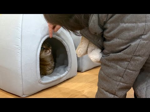 大好きな母親の誘いでも絶対に巣穴から出ない猫！