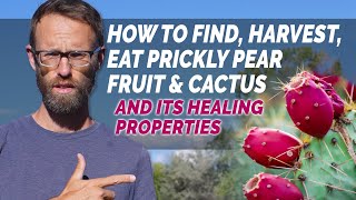 Prickly Pear/Nopal: How To Harvest, Prepare and Eat The Medicinal Food (Opuntia)