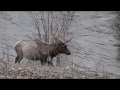 Alberta's Wildlife