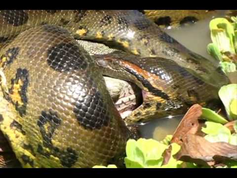 Anaconda Eating A Big Animal Anaconda Vrs Animal Youtube