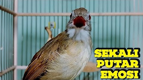 KATEM TERBAIK 2024❗️KAPAS TEMBAK GACOR LAGU DAN SPEED PAS BUAT MASTERAN KATEM APAPUN