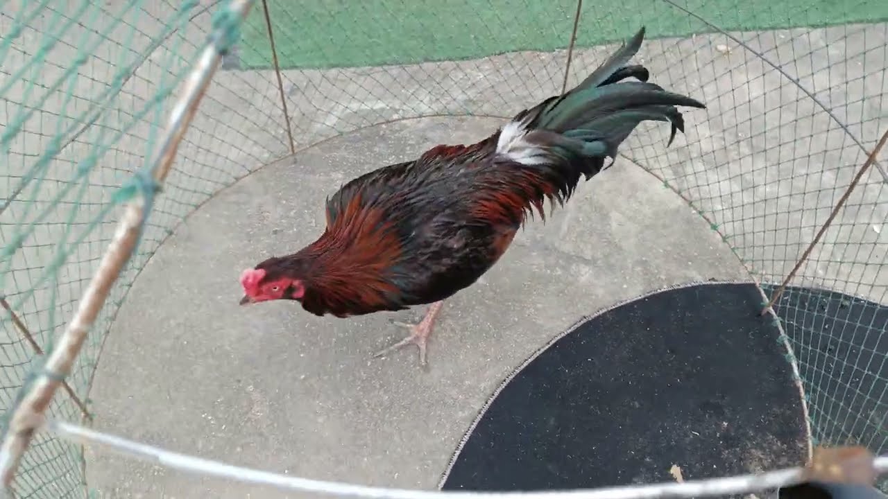 ..พาชมไก่พม่าอ.ดอกคำใต้!!