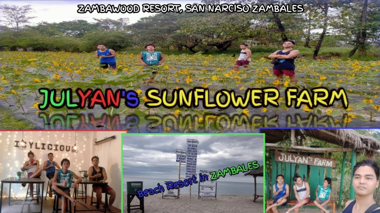 SUNFLOWER FARM IN ZAMBALES Beach Resort in Zambales Zambawood