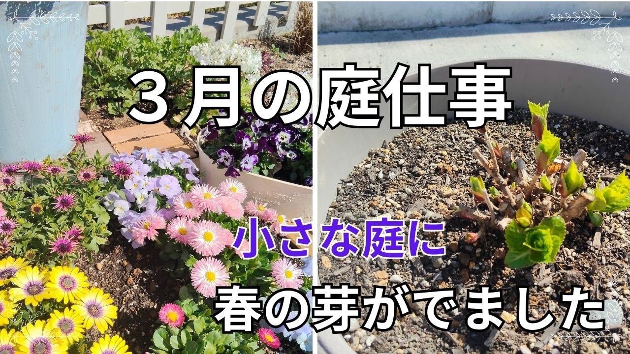 3月庭パトロール/春の芽も発見/伸びすぎた多肉切ります。