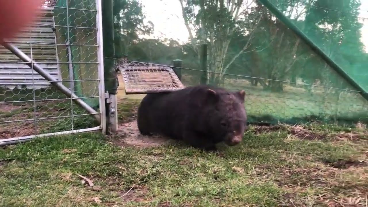 Benny demonstrating wombat gates in action