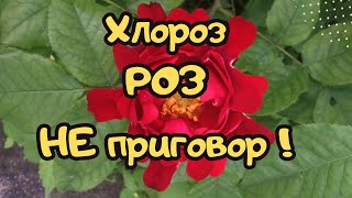 Лечим хлороз без химии....