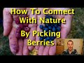 How to connect with nature by picking berries