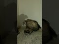 نسر إسرائيلي تجسسي في سماء السعودية
