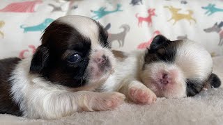 2 Weeks Old Shih Tzu puppies