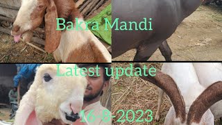 Bhains colony Bakra  Mandi Latest update | 16-8-2023 || Bakra Mandi Karachi | Goat ?