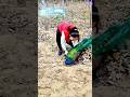 Power Of Lord Murugan рџ Ґ ColachelPetsFarm Shorts Power Of Lord Murugan рџ Ґ ColachelPetsFarm Shorts