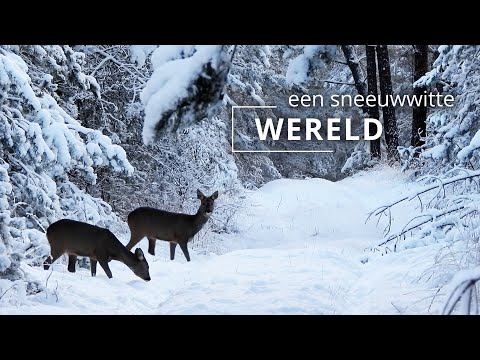 Dutch Travel Maniac woest na aanvaring met politie: ‘Intimidatie!