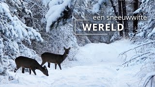 #130 - EEN SNEEUWWITTE WERELD