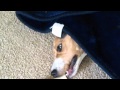 For a bone???