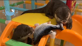 新しい芸を覚えたカワウソおだし！？　Otter Odashi learned a new trick！？
