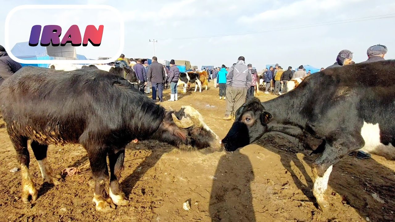 Villagers walk to the market to trade their cattle and calves in Kurdistan