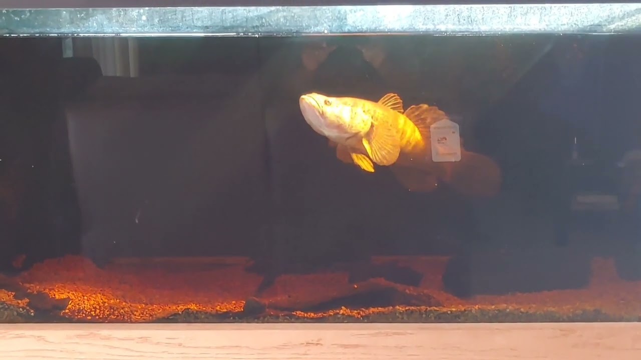 Giant Marble Sleeper Goby 240 gallon 8x2x2 aquarium