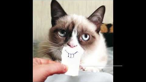 Rest in peace Grumpy Cat