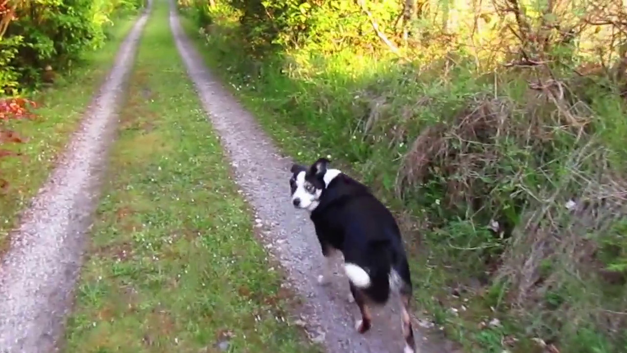 Bealtaine Bats and Hedgerow Heart Medicine
