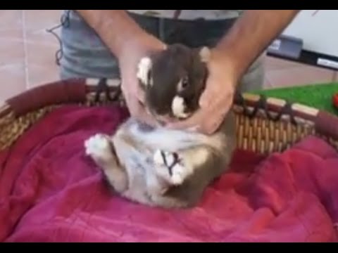 Video: Najbolji savjeti za hranjenje vašeg zeca