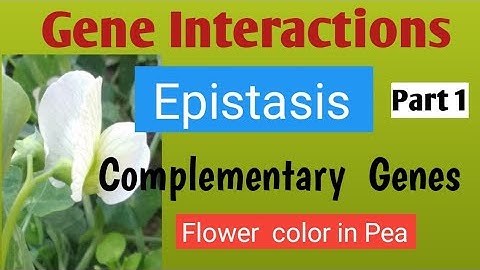 #geneinteractions,#complementarygenes#epistasis.Gene Interactions- Complementaty genes