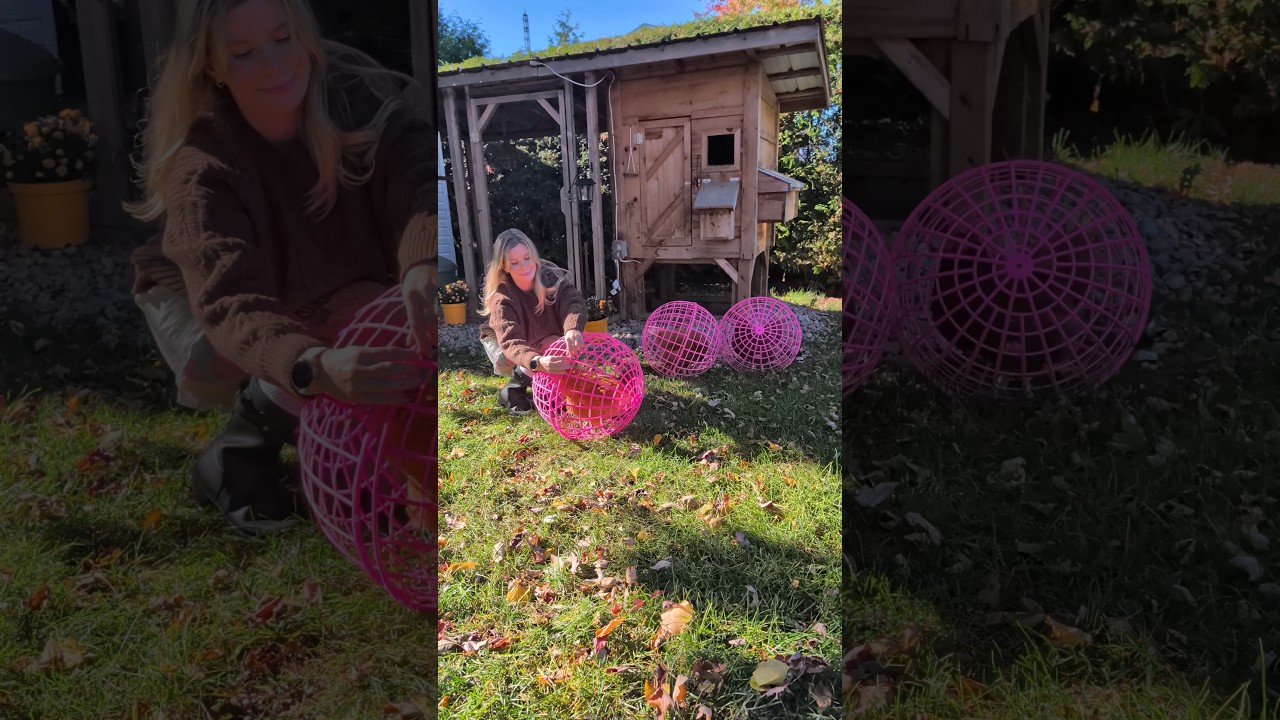 Poop Scooping Day 💩🐓🧡🍂 #asmrcleaning #asmr #chickencoopcleaning #cleaningwithgabie