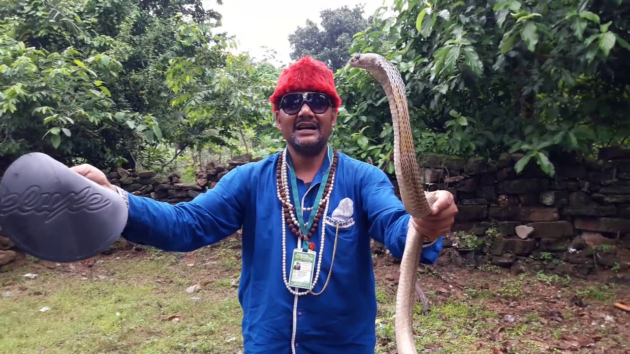  Indian Cobra naja naja venomous snake rescue team Panchet dam(N G O)