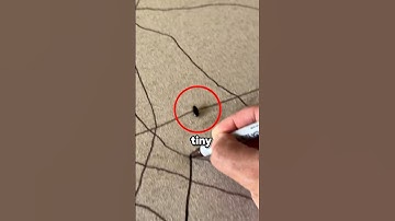 This Bug Changed His Life Forever 😳