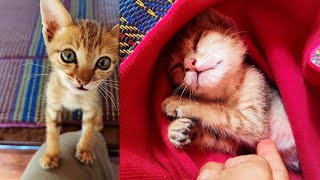 I have rescued an abandoned kitten on the way home by Creative Animals 328 views 1 month ago 1 minute, 5 seconds