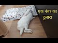 एक नंबर का दुलारा Guplu || Guplu the bunny @RabbitFunCorner