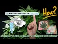 HOW TO PRESERVE A CANNABIS FAN LEAF 🍃