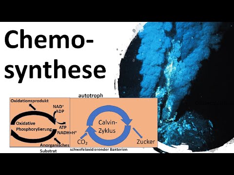 Video: Können Bakterien Chemosynthese betreiben?