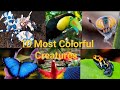 10 most colorful animals ever  10 most beautiful creatures in the animals kingdom